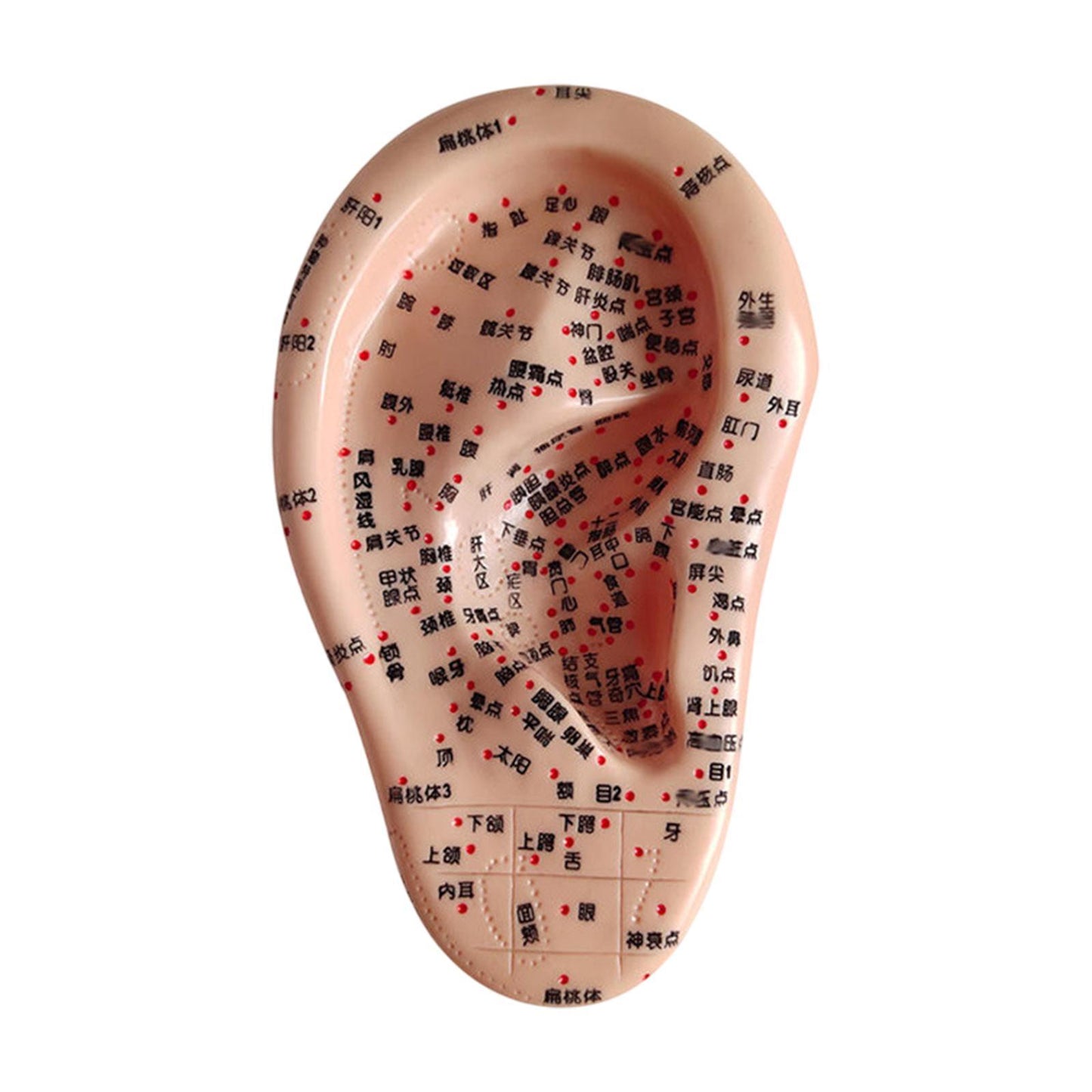 Ear Acupuncture Model - 17cm Ear Zone Model, Ear Massage Model, Display Laboratory Supplies, Ear Acupoints Pressure Point Learning
