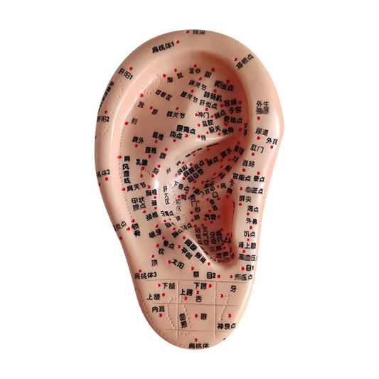Ear Acupuncture Model - 17cm Ear Zone Model, Ear Massage Model, Display Laboratory Supplies, Ear Acupoints Pressure Point Learning