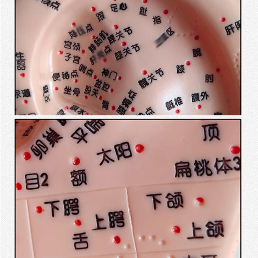 Ear Acupuncture Model - 17cm Ear Zone Model, Ear Massage Model, Display Laboratory Supplies, Ear Acupoints Pressure Point Learning