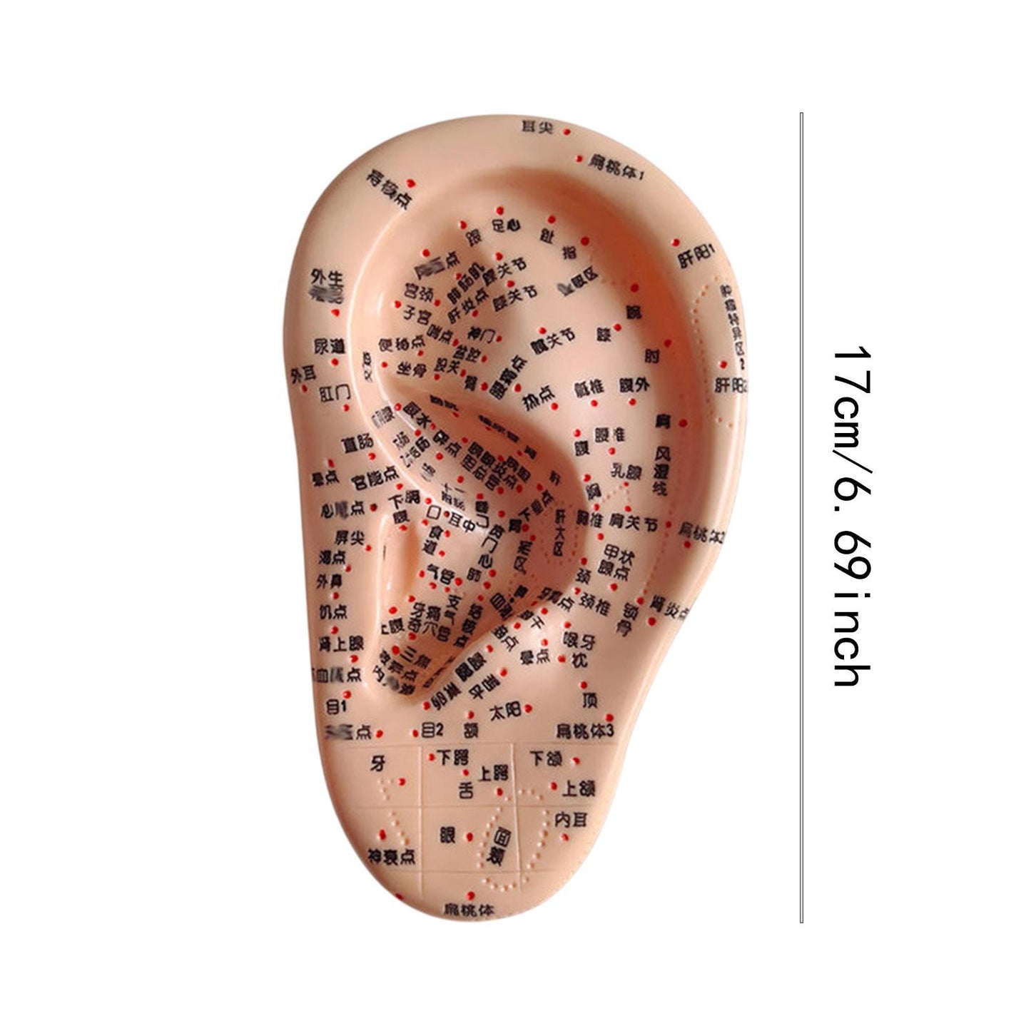 Ear Acupuncture Model - 17cm Ear Zone Model, Ear Massage Model, Display Laboratory Supplies, Ear Acupoints Pressure Point Learning